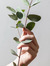 Abrar_abdullaha