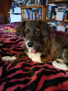 Heidi 'Randombookwitch'