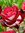 Rose S. (RoseSKing) | 9 comments