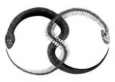 Chaotic Ouroboros