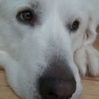 Laurel Sturdevant Hartshorn