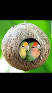 ابراهيم الهاشمي