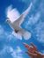 Hafez S...