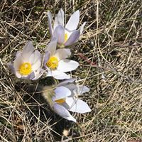 Sandy Mceachern-Hammink