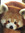 Red Panda