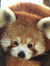 The Red Panda
