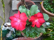 Trương  Thi  Nông