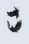 Razan