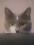 Kat Pegfred