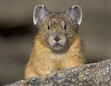 ReadingPika