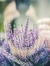 Lavende...
