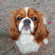 Thijs vp