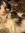 Calpurnius