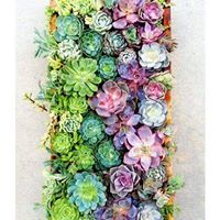 نغومة الجندي