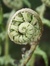 Christine