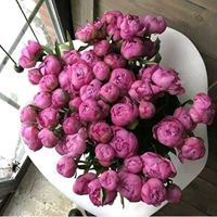 زهرة امة الله