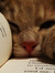Tigergirl_17
