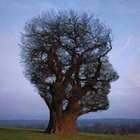 عزالدين عزالدين