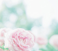 ورود المطر🌸