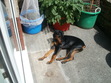 Manfred