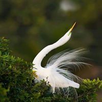 رنا أبو صالحة