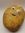Potato