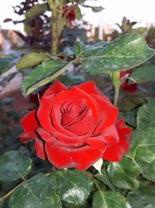 الامير ماهر