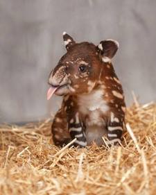 Tapir Master