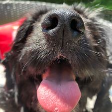 Hannah Catherine Dibling