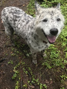 Kiri