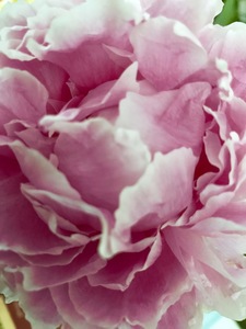 Michele Tupper
