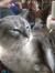 Allie (The Literary Familiar)