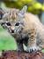 BobbyTheBobCat