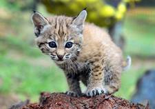 BobbyTheBobCat
