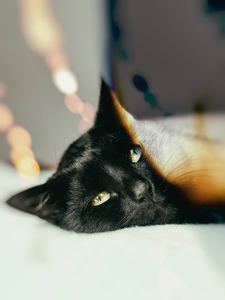 Catwing Aka Hannah