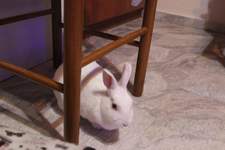 Αλέξανδρος Χαλυμούρδας