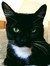 Shamus