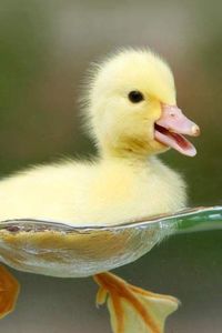 FluffyYellowDucks