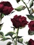 Anuthth...