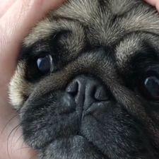 Ase