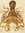 Cephalopod