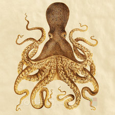 Cephalopod