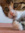 number one meow meow | 25 comments