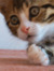 number one meow meow