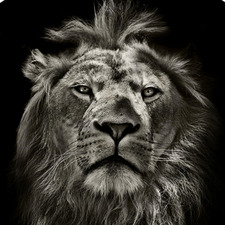 خالد الحربي