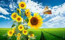 Israa Mohammad