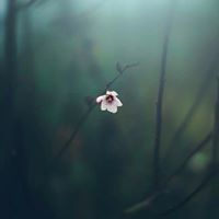 ياسر القيسي