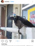 Mr  BirB Man