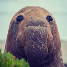 أشرف أبو النصر