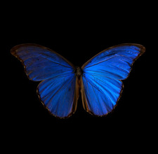 Raghad